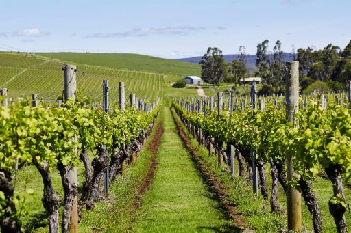 Jansz vineyard Tasmania